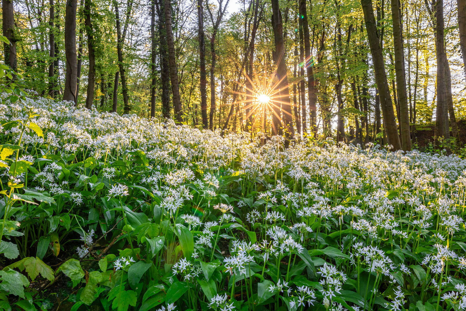 Sonnenaufgang im Bärlauchwald