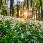 Sonnenaufgang im Bärlauchwald