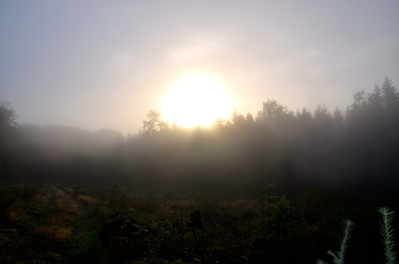 Sonnenaufgang im Bodennebel