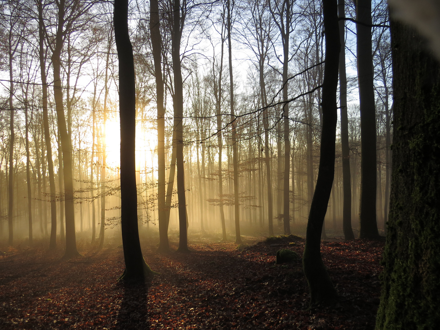 Sonnenaufgang im Buchenwald