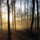 Sonnenaufgang im Buchenwald