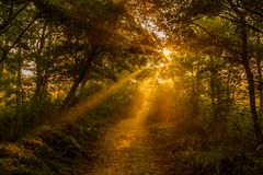 Sonnenaufgang im Darßer Wald, 2020.09.16.