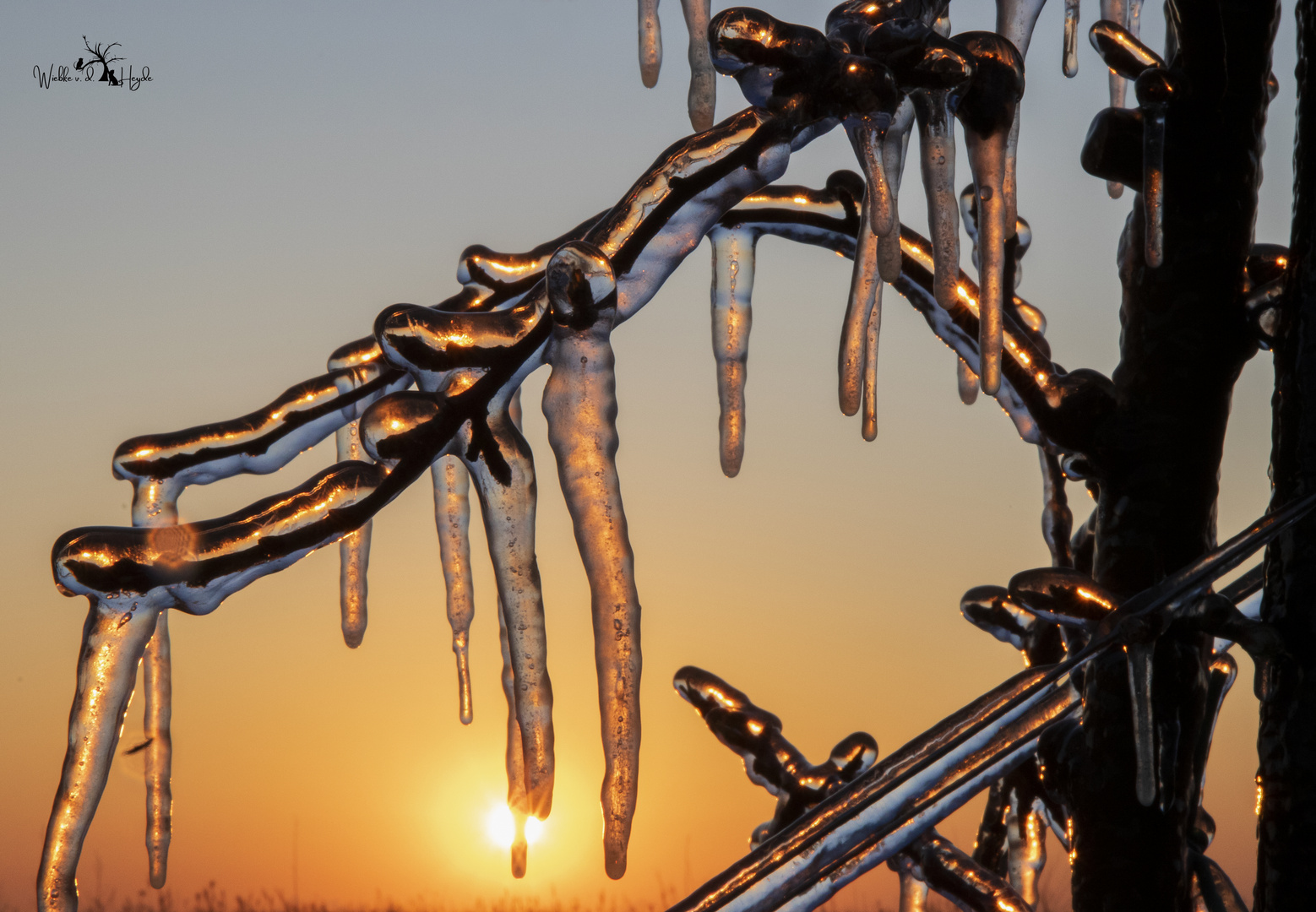 Sonnenaufgang im der Obstplantage