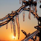 Sonnenaufgang im der Obstplantage