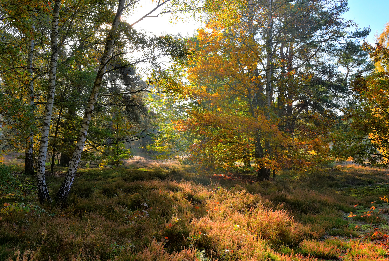 Sonnenaufgang im Dossenwald