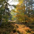 Sonnenaufgang im Dossenwald