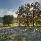 Sonnenaufgang im Dossenwald