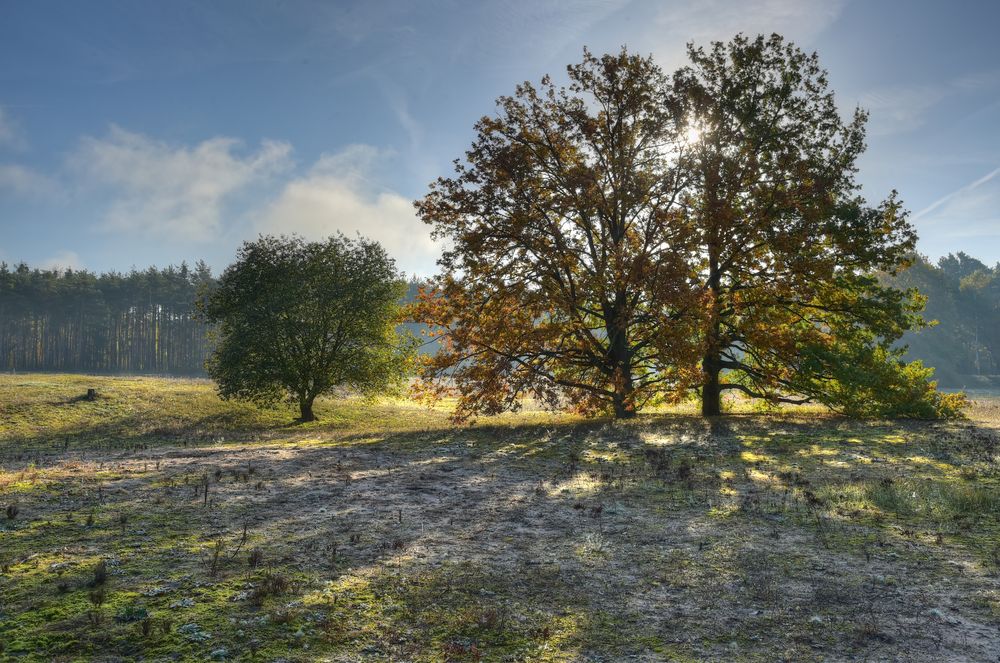 Sonnenaufgang im Dossenwald