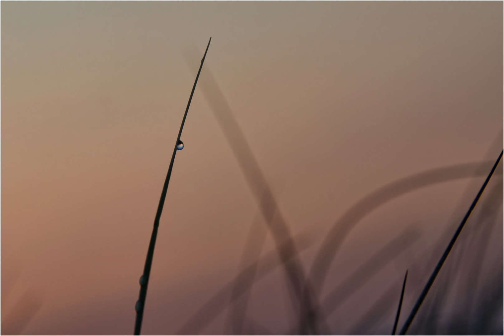 Sonnenaufgang im Dünengras