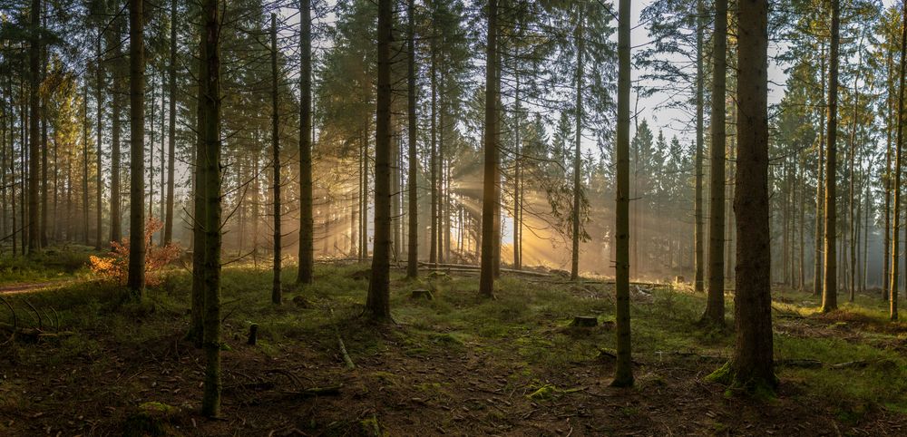 Sonnenaufgang im Dunst