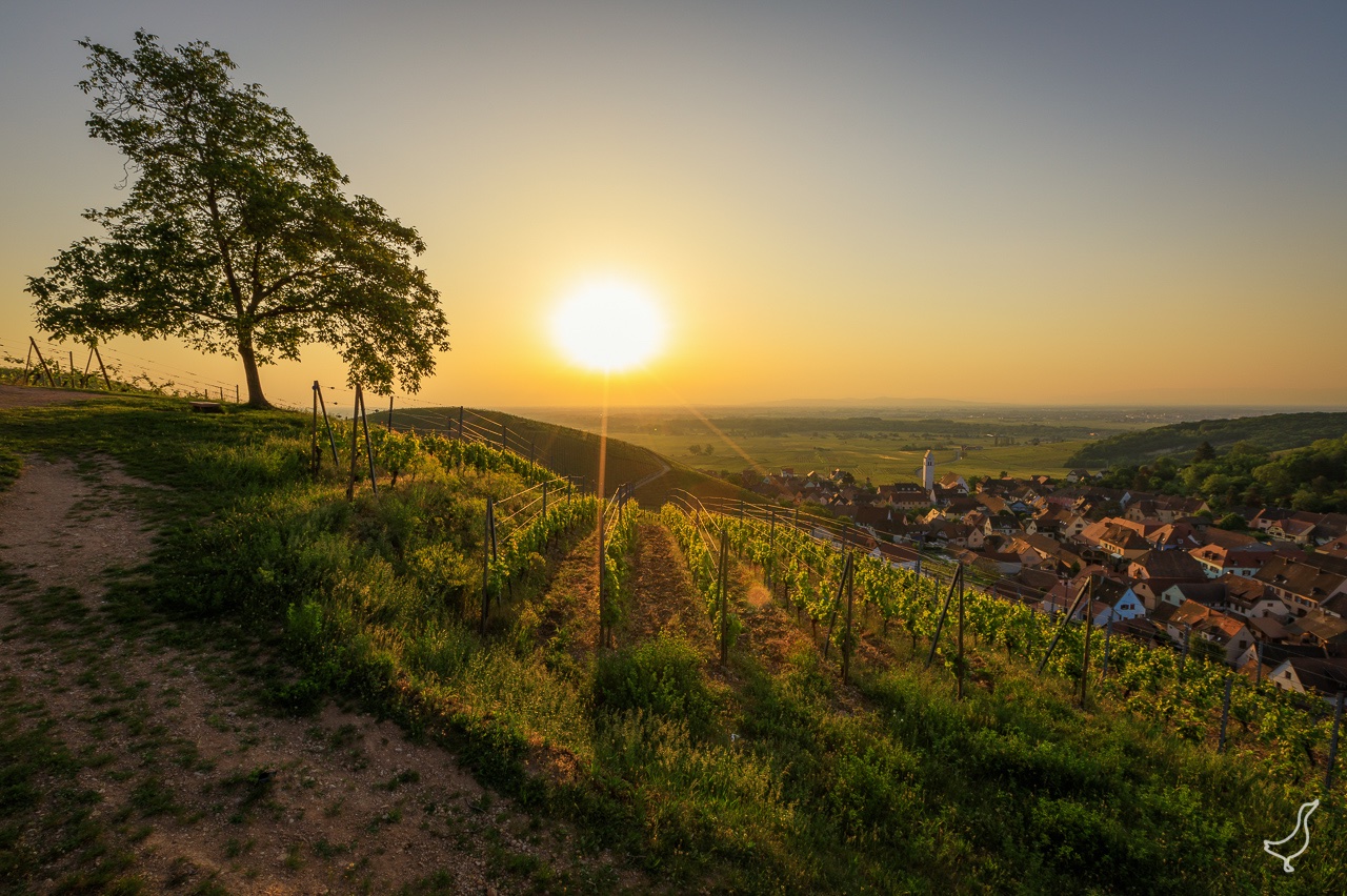 Sonnenaufgang im Elsass