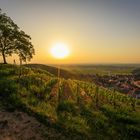 Sonnenaufgang im Elsass