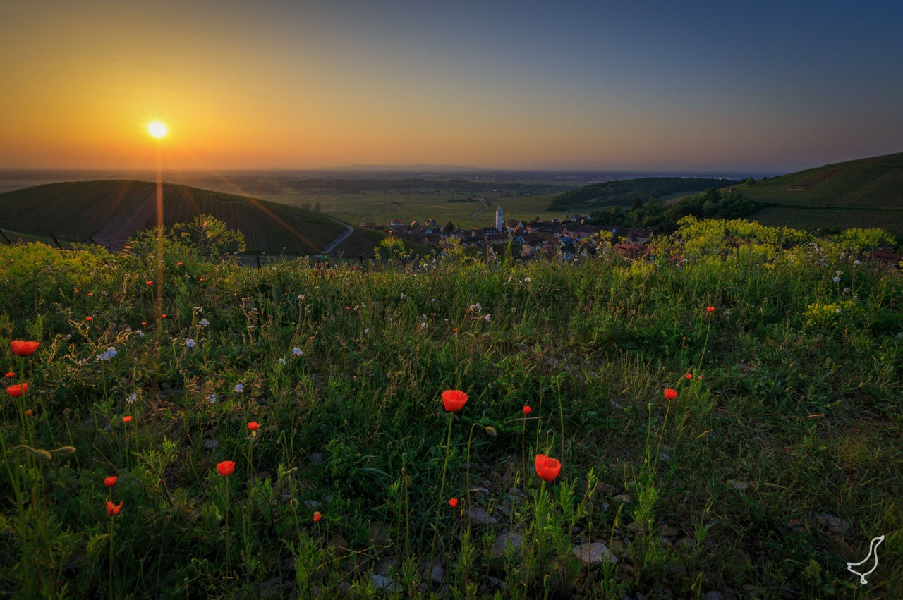 Sonnenaufgang im Elsass