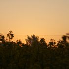 Sonnenaufgang im Feld