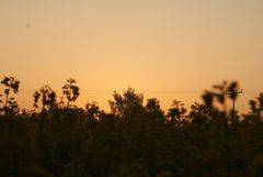 Sonnenaufgang im Feld