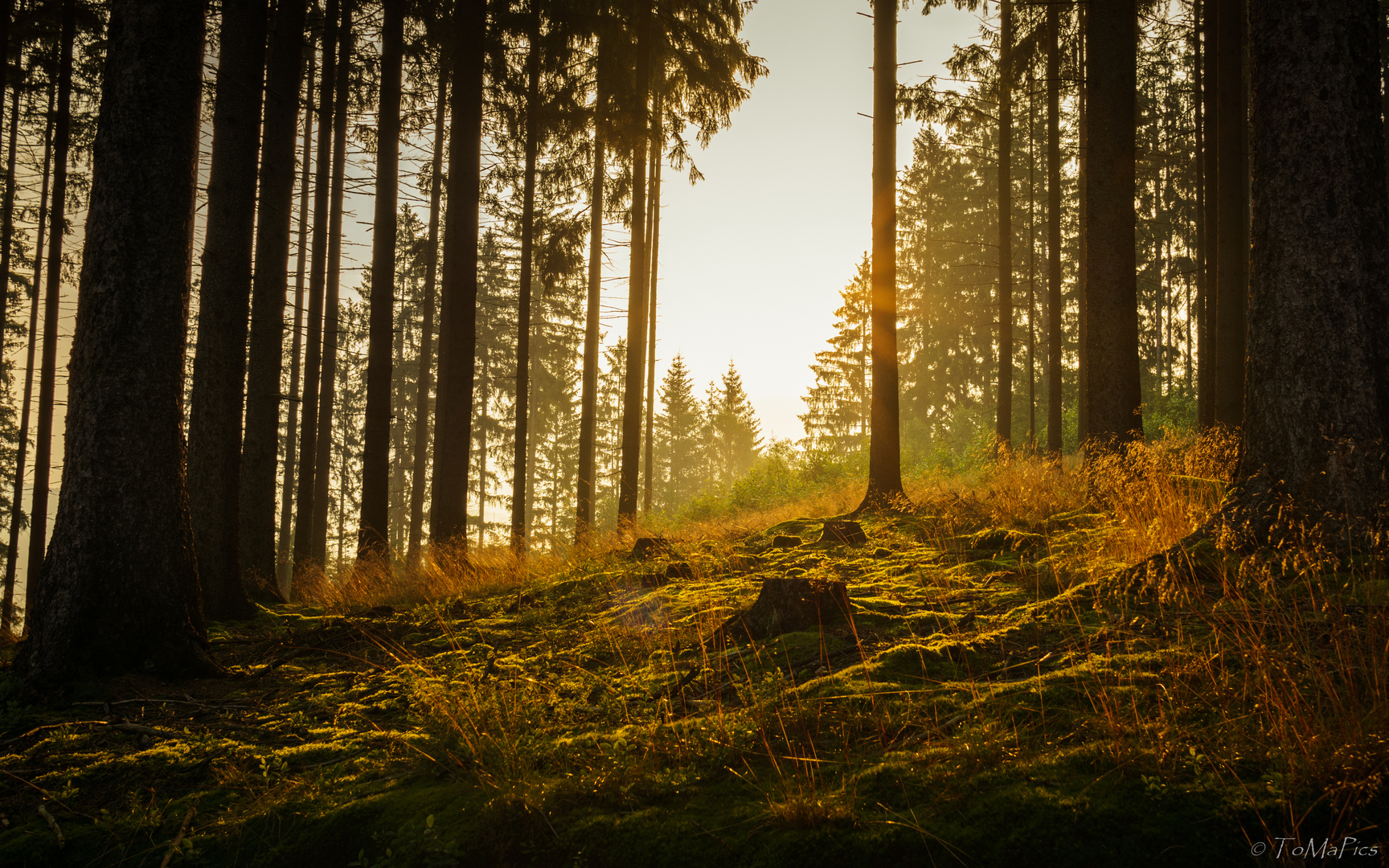 Sonnenaufgang im Fichtenwald