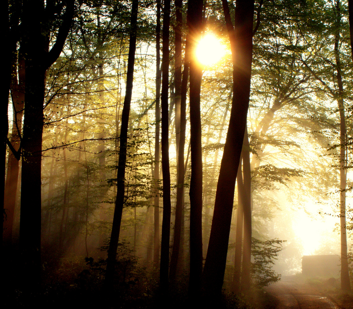 Sonnenaufgang im Frühling