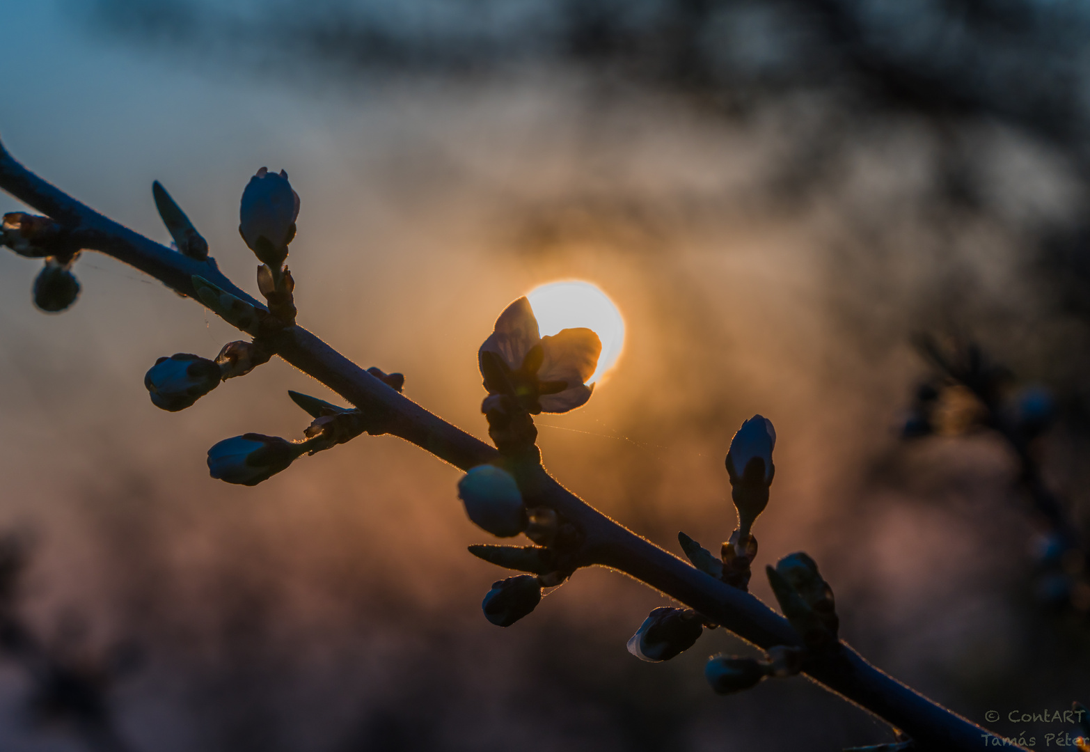 Sonnenaufgang im Frühling