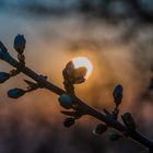 Sonnenaufgang im Frühling