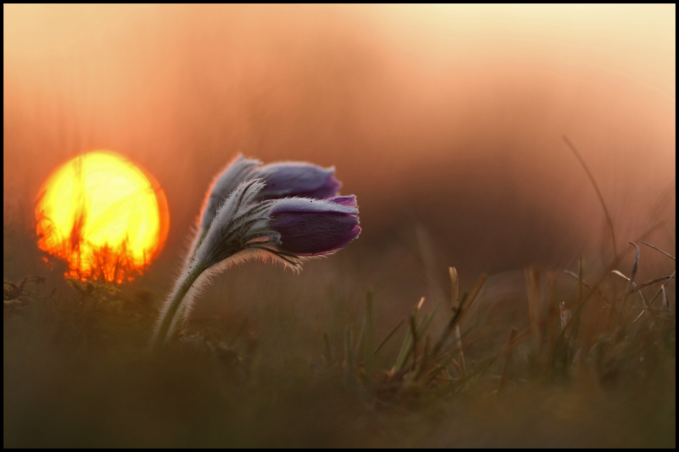 Sonnenaufgang im Frühling