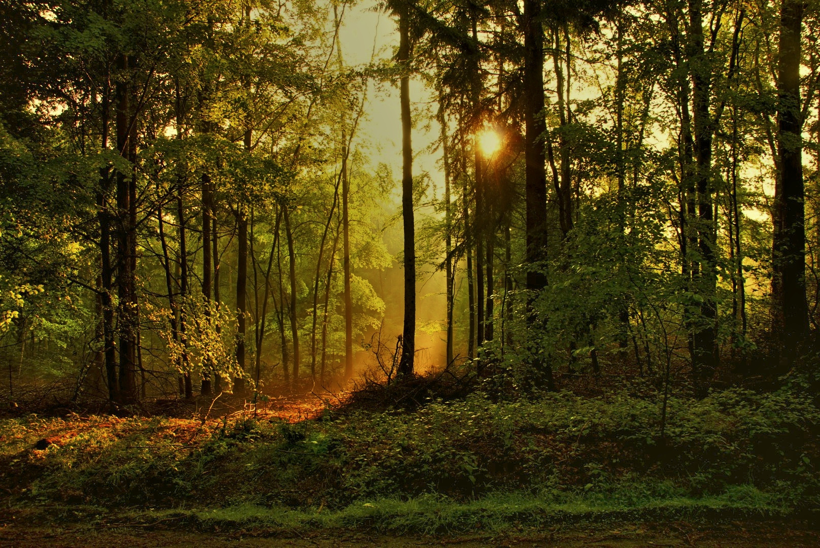 Sonnenaufgang im Frühlingswald