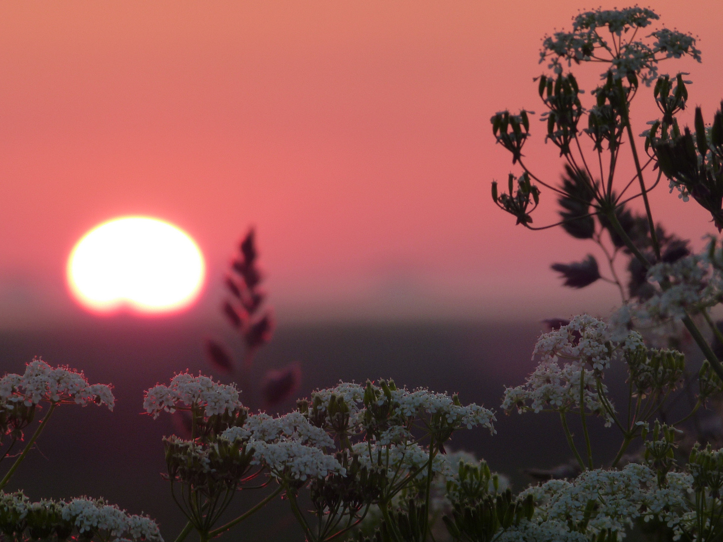 Sonnenaufgang im Frühnebel