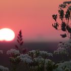 Sonnenaufgang im Frühnebel