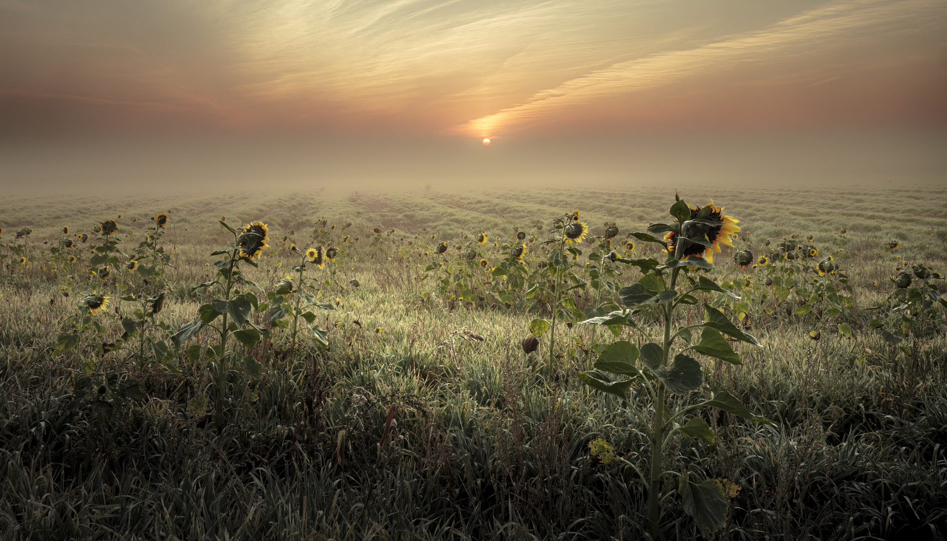 Sonnenaufgang im Frühnebel