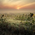 Sonnenaufgang im Frühnebel