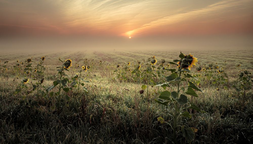 Sonnenaufgang im Frühnebel