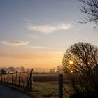 Sonnenaufgang im Gebüsch