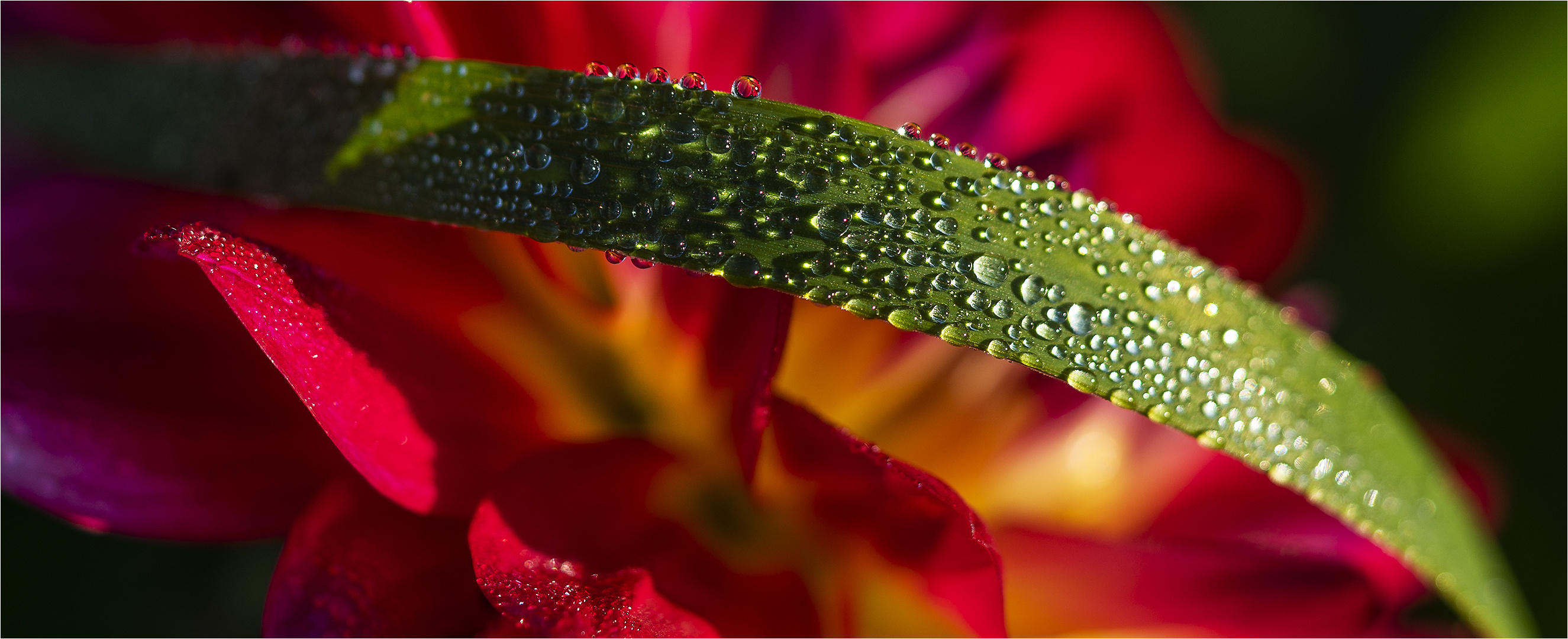 … Sonnenaufgang im Gladiolenreich …