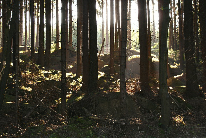 Sonnenaufgang im Harz