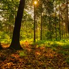 Sonnenaufgang im Heidegebiet de Meinweg NL