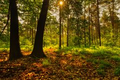 Sonnenaufgang im Heidegebiet de Meinweg NL