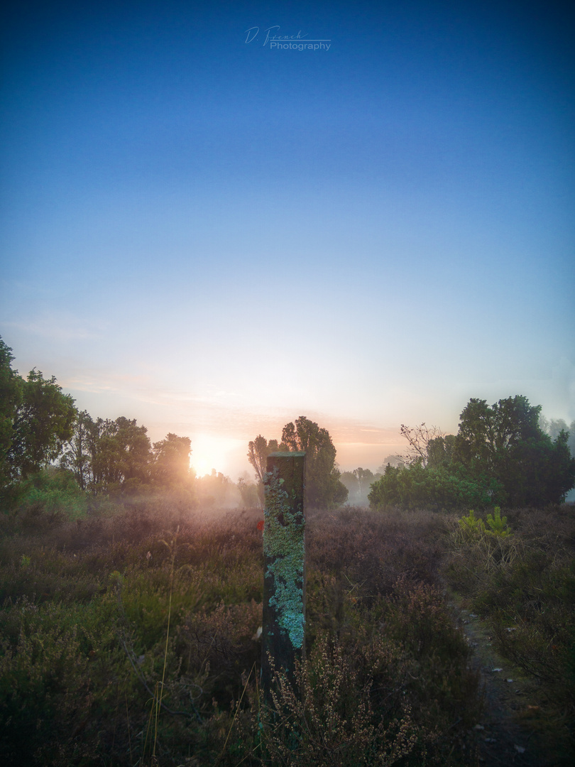 Sonnenaufgang Im Heiliger Hain