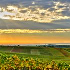 Sonnenaufgang im Herbst in der Südpfalz