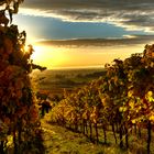 Sonnenaufgang im Herbst in der Südpfalz