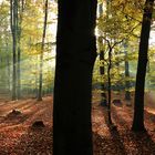 Sonnenaufgang im Herbstwald