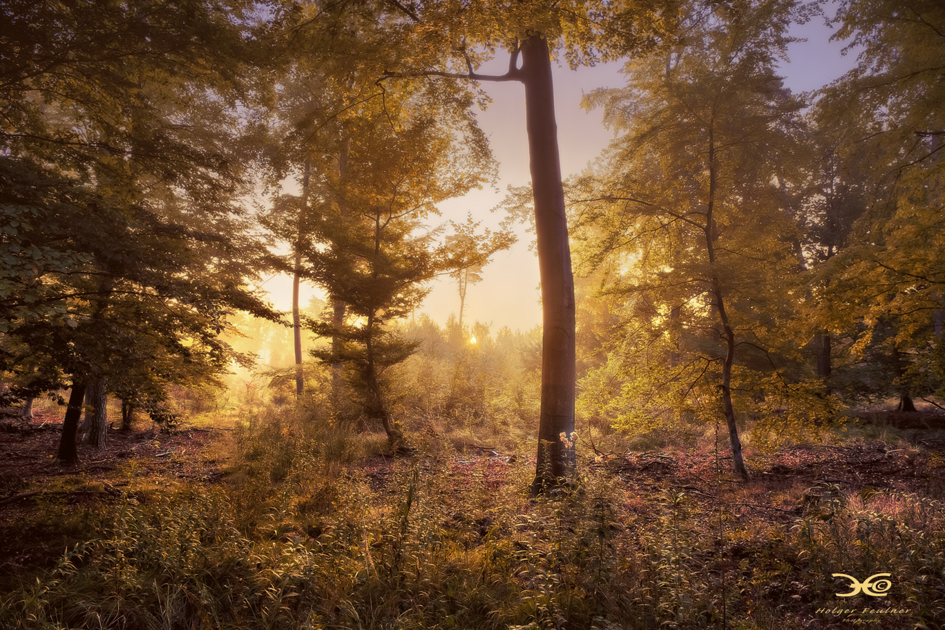 Sonnenaufgang im Herbstwald