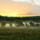 Sonnenaufgang im Holzland