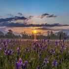 Sonnenaufgang im Irismeer