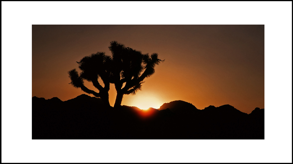 Sonnenaufgang im Joshua Tree National Park, Kalifornien