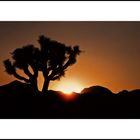 Sonnenaufgang im Joshua Tree National Park, Kalifornien