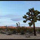 Sonnenaufgang im Joshua Tree NP