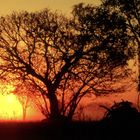 Sonnenaufgang im Kakadu Nationalpark