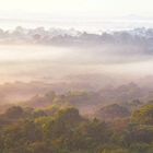 Sonnenaufgang im Kakamega Regenwald