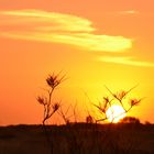 Sonnenaufgang im Kata Tjuta NP