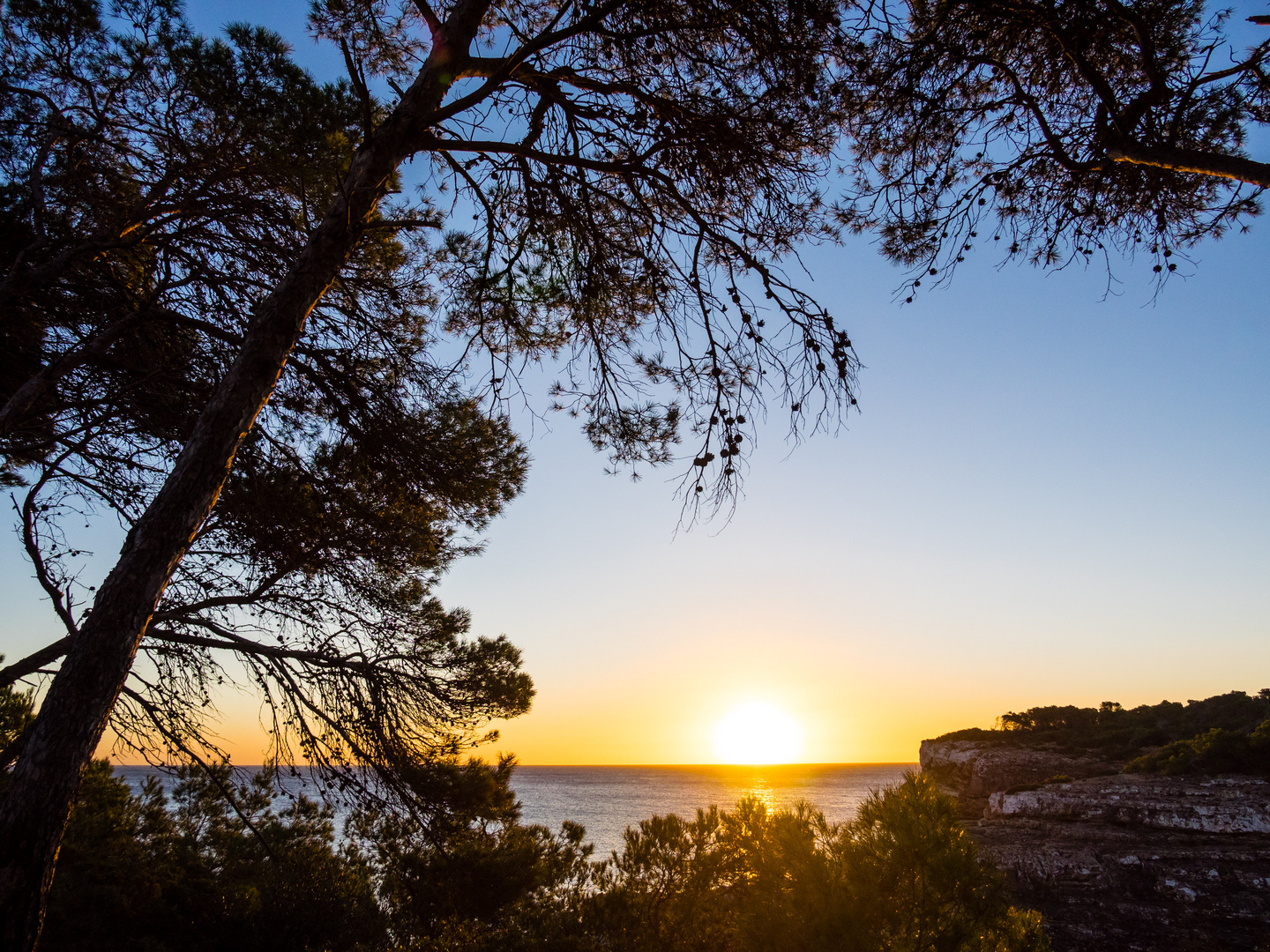 Sonnenaufgang im Kiefernwald