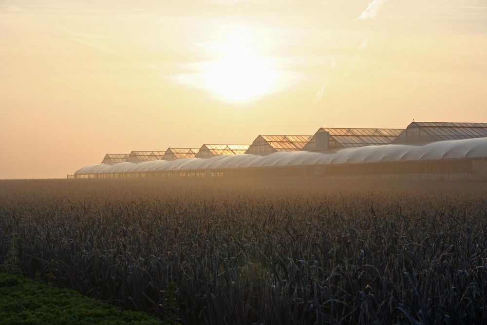 Sonnenaufgang im Knoblauchsland